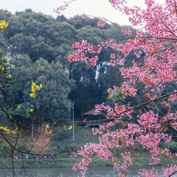 Mùa mai anh đào Măng Đen: Sắc hồng e lệ giữa đại ngàn Tây Nguyên
