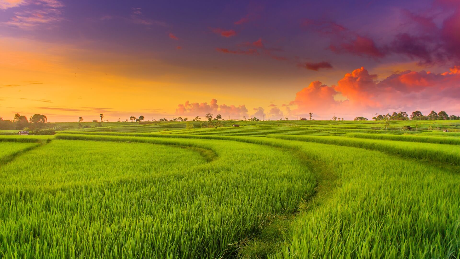 Chính sách với đất trồng lúa