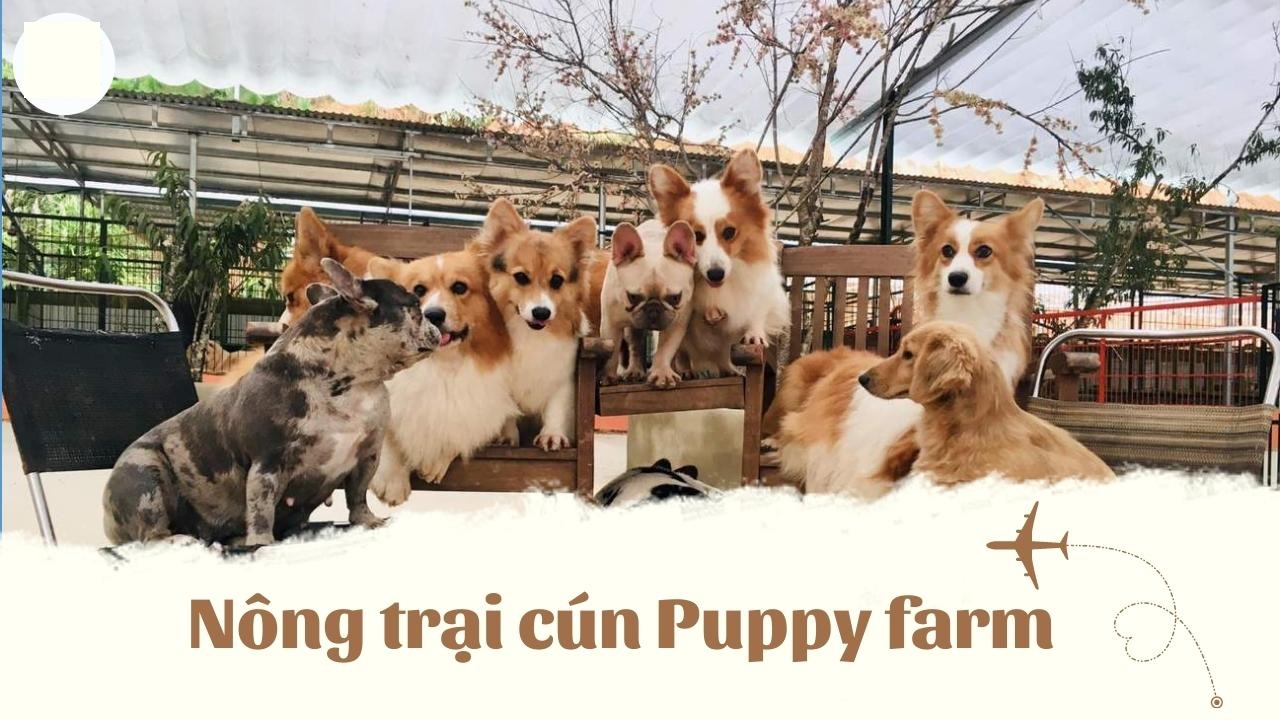 Puppy Farm 