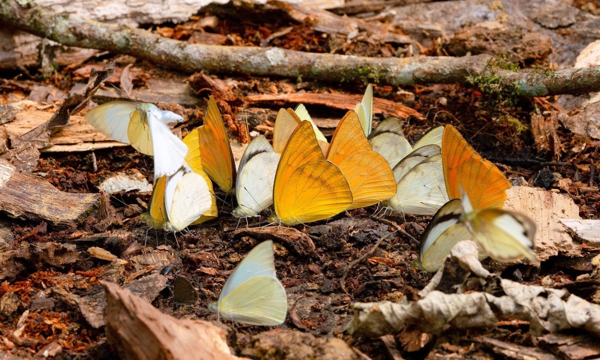 Những chú bướm xinh xắn
