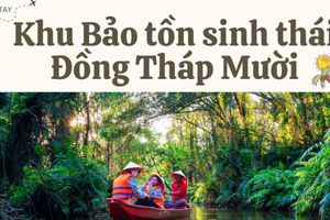 Ghé Khu Bảo tồn sinh thái Đồng Tháp Mười ngắm nhìn thiên đường các loài chim quý