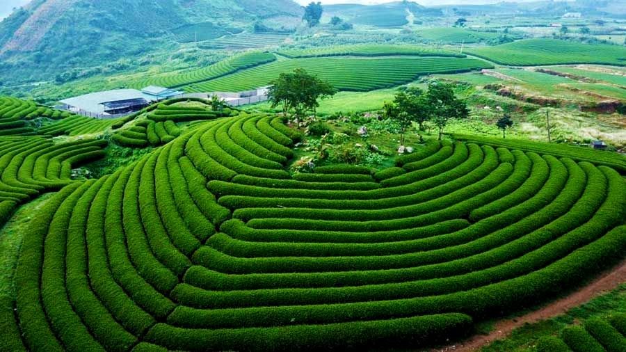 đồi chè mộc châu