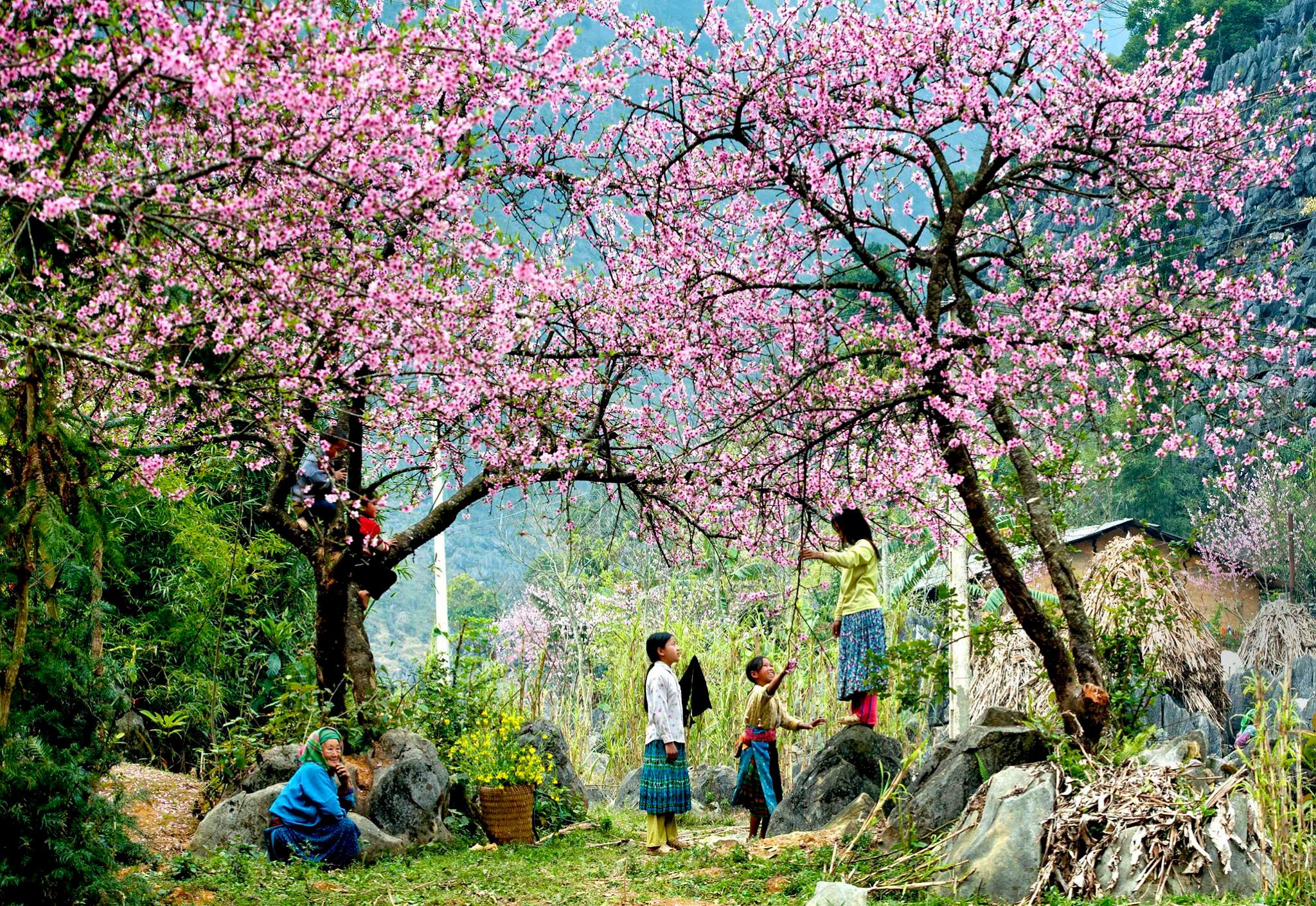 Mộc Châu mùa xuân