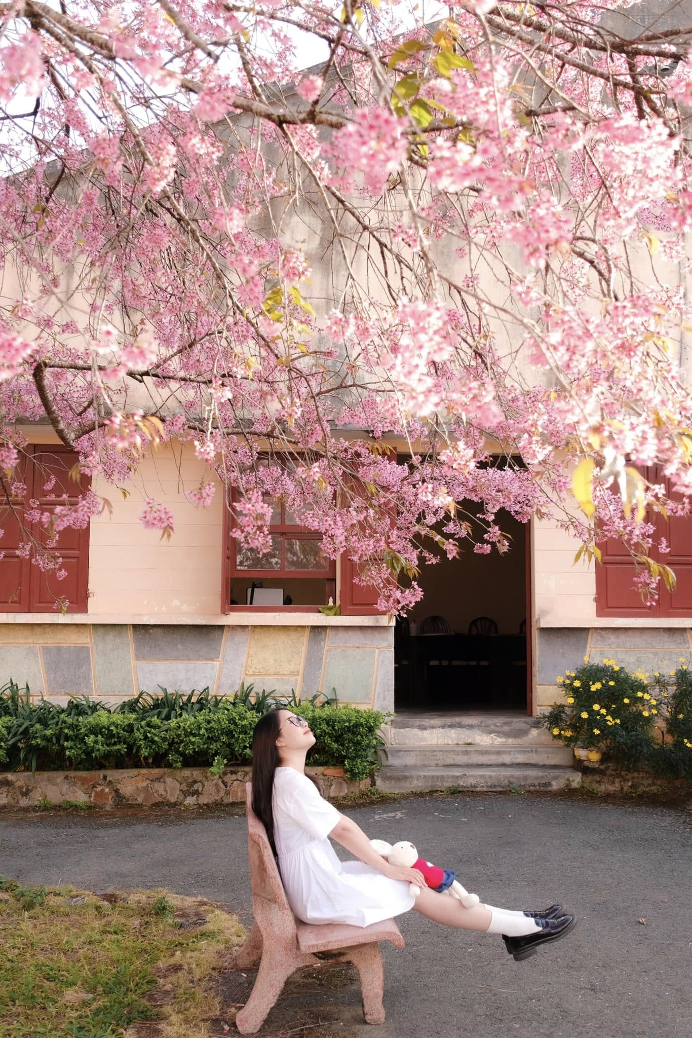 Nhà lao thiếu nhi mùa mai anh đào nở
