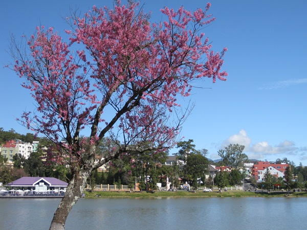 Mai anh đào bên Hồ Xuân Hương
