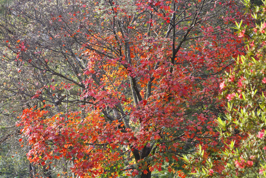 Mùa phong đỏ tại vườn quốc gia bạch mã