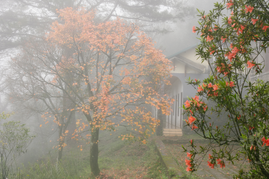 Những tán cây cổ thụ ấn hiện dưới làn mây mỏng