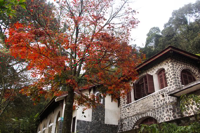 Vẻ đẹp của những cây phong đỏ bên các căn biệt thự cổ
