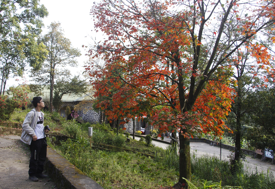 Du khách mê mẩn trước vẻ đẹp của những tán phong