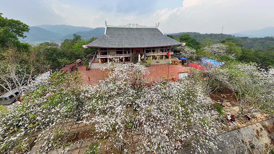 Hoa ban phủ trắng không gian