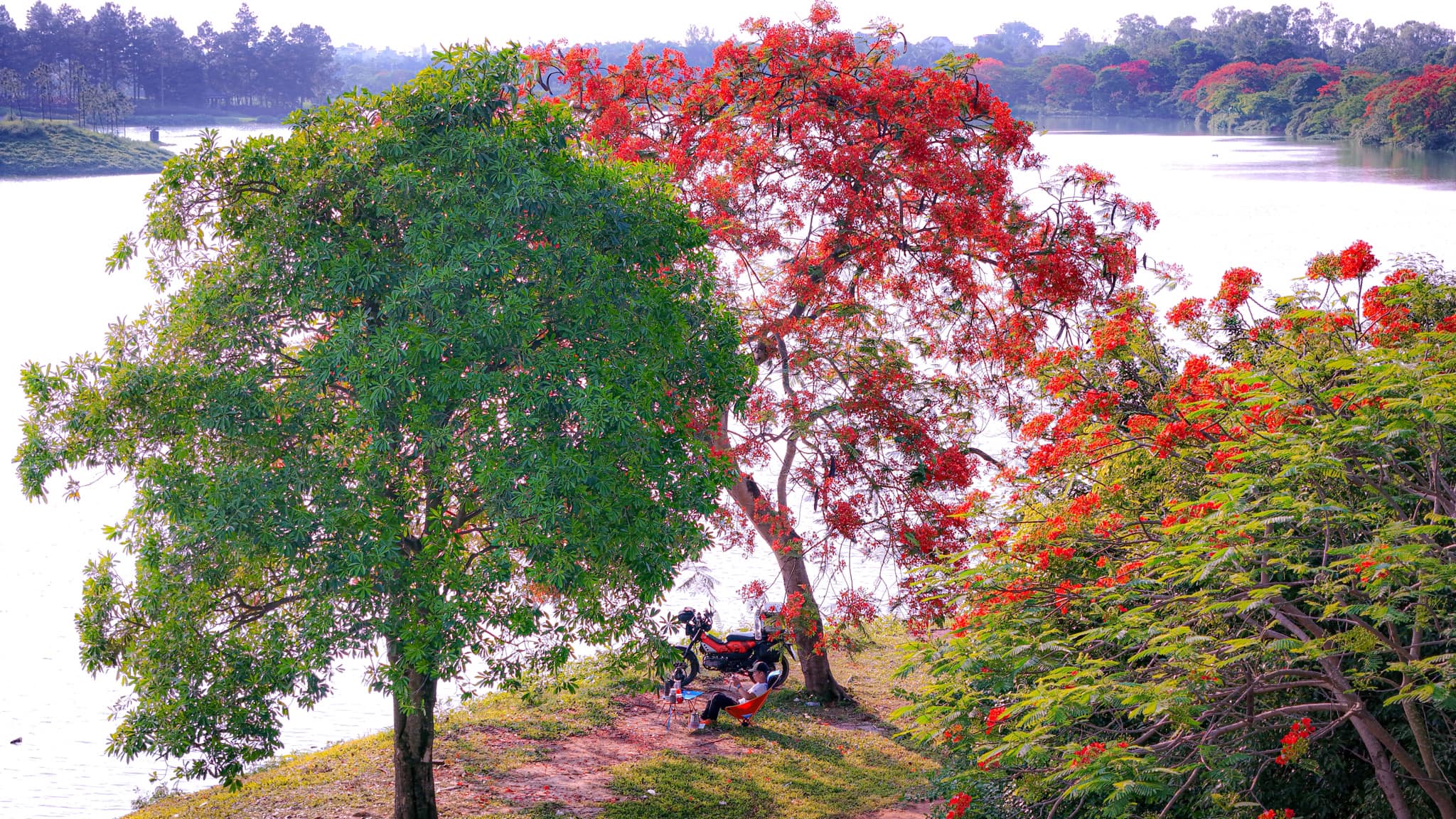mùa hoa phượng đỏ