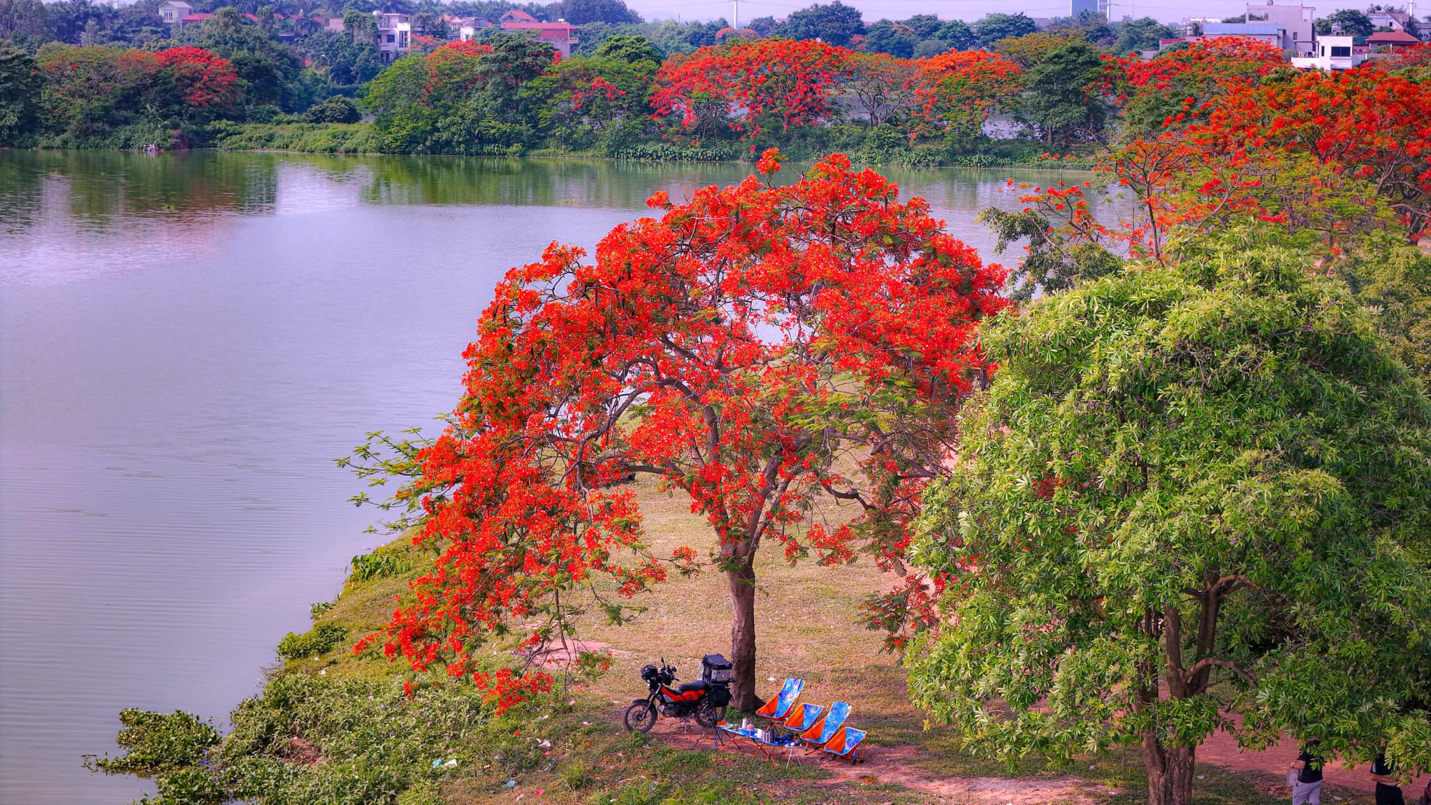 Rực rỡ mùa hoa phượng đỏ tại đầm Vân Trì, Hà Nội
