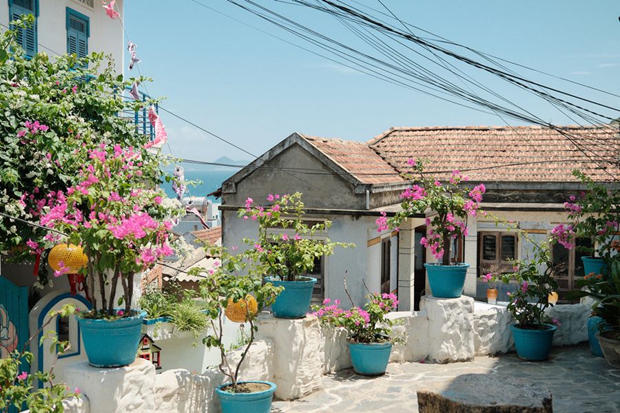 Những chậu hoa giấy nhỏ xinh trong các con ngõ của Nhơn Lý