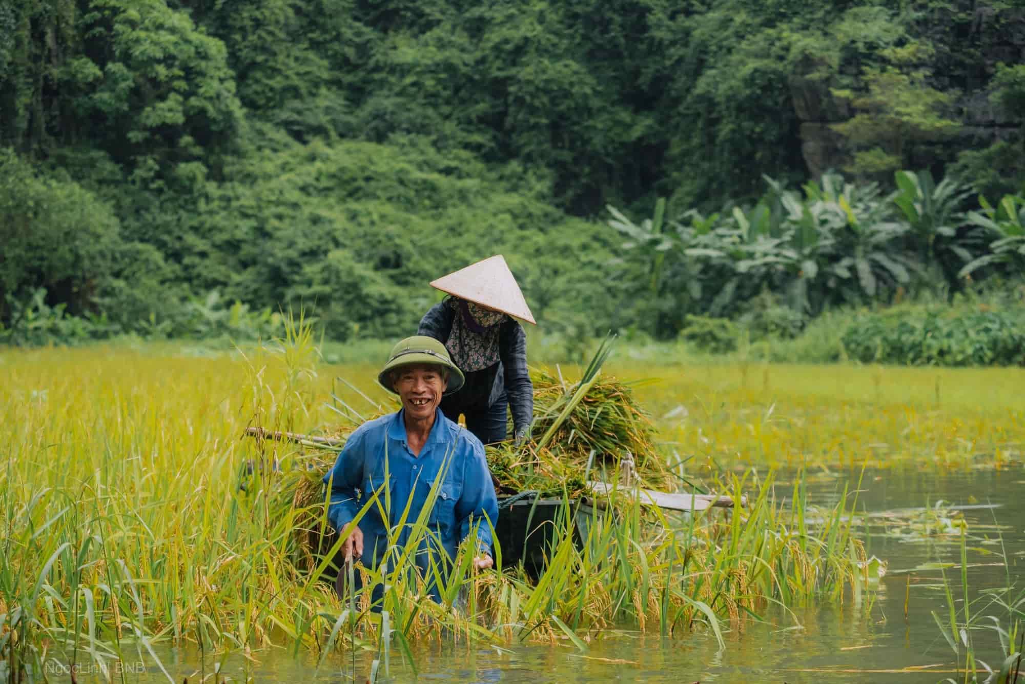 Nụ cười của những người nông dân thu hoạch mùa lúa chín