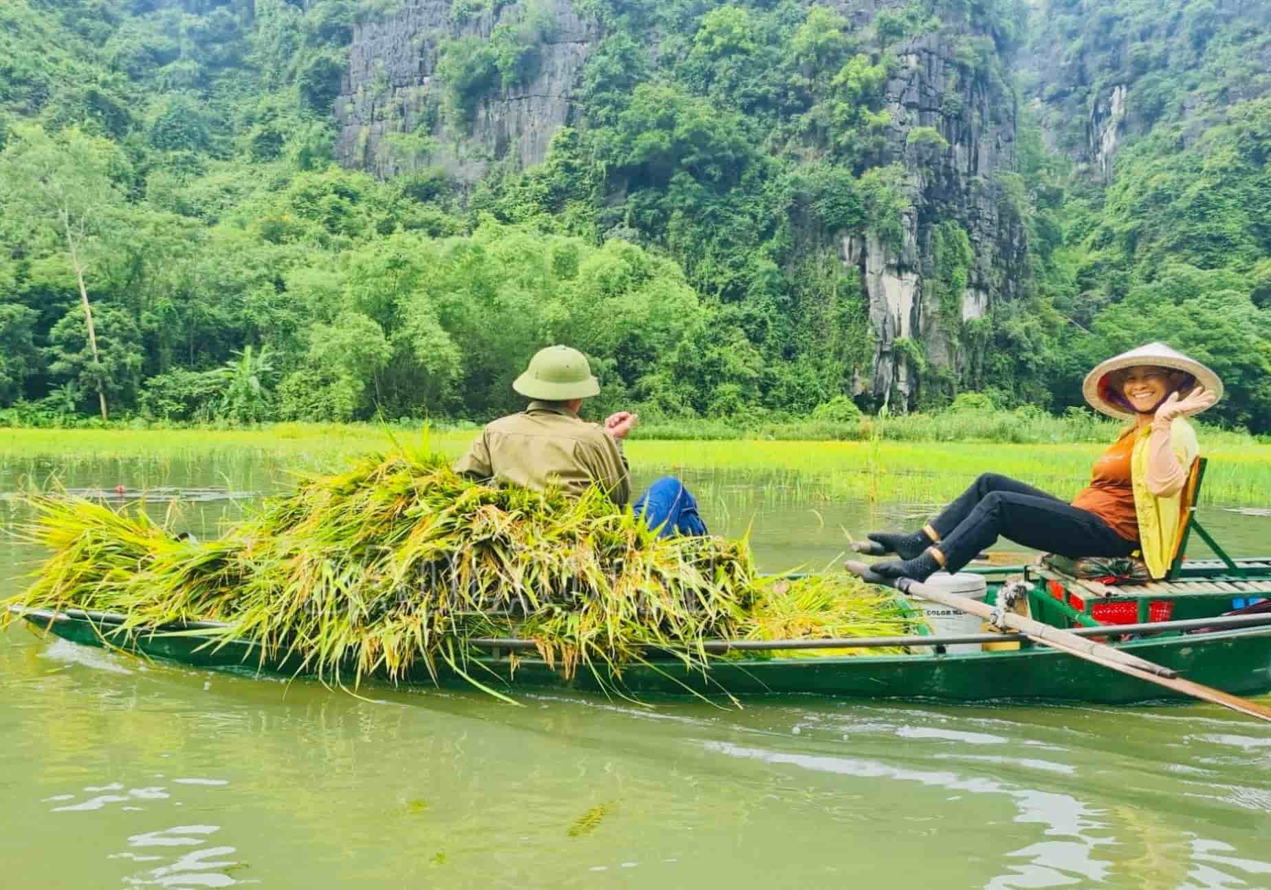 Những chiếc thuyền chở đầy ắp lúa chín