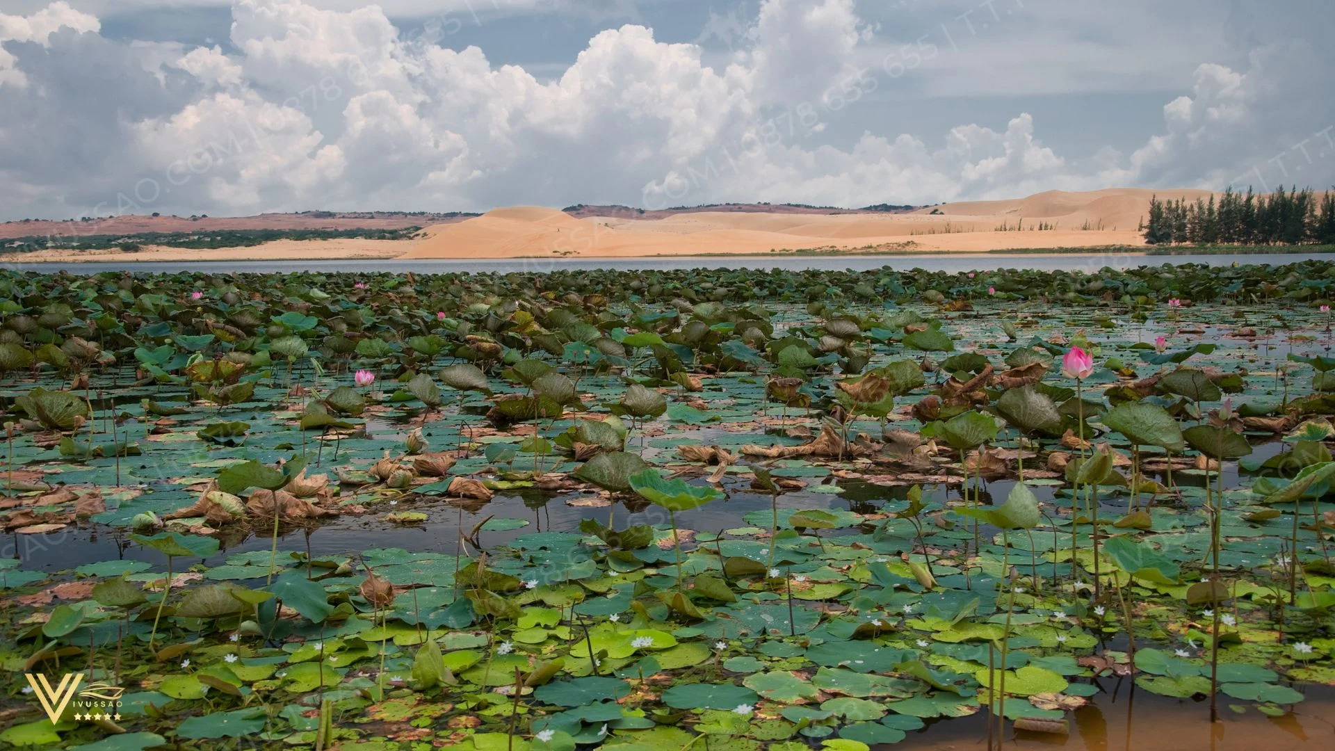 Bàu Trắng mùa sen nở