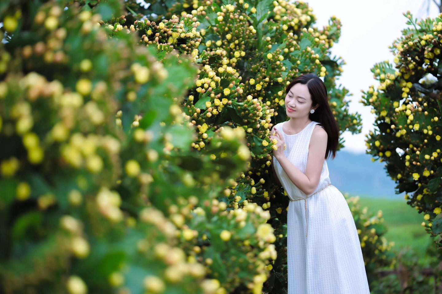 Vườn xương rồng cổ thụ
