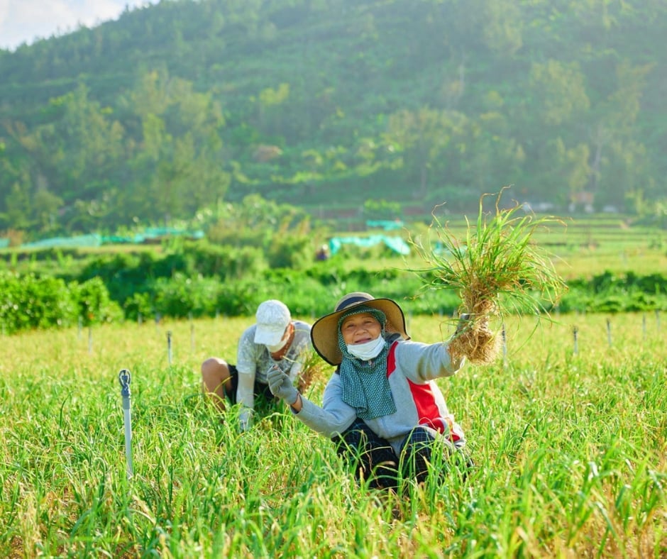 Những cánh đồng tỏi xanh mướt tại Lý Sơn