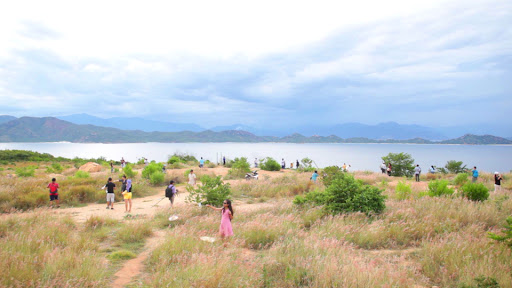 đồi cỏ lau