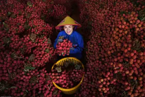 Mùa vải thiều Lục Ngạn Bắc Giang “nhuộm đỏ” những ngả đường