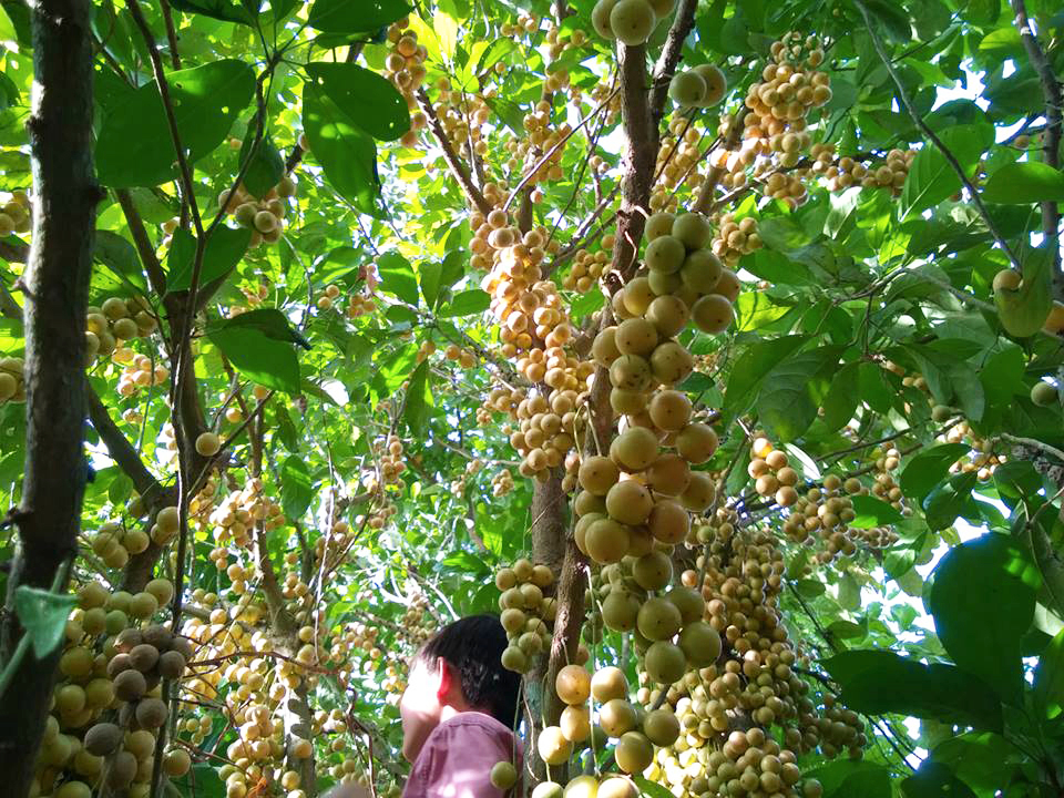 Thiên đường cây trái tại Tây Ninh