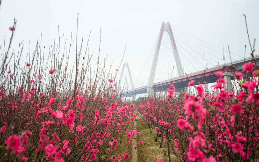 Vườn đào Nhật Tân