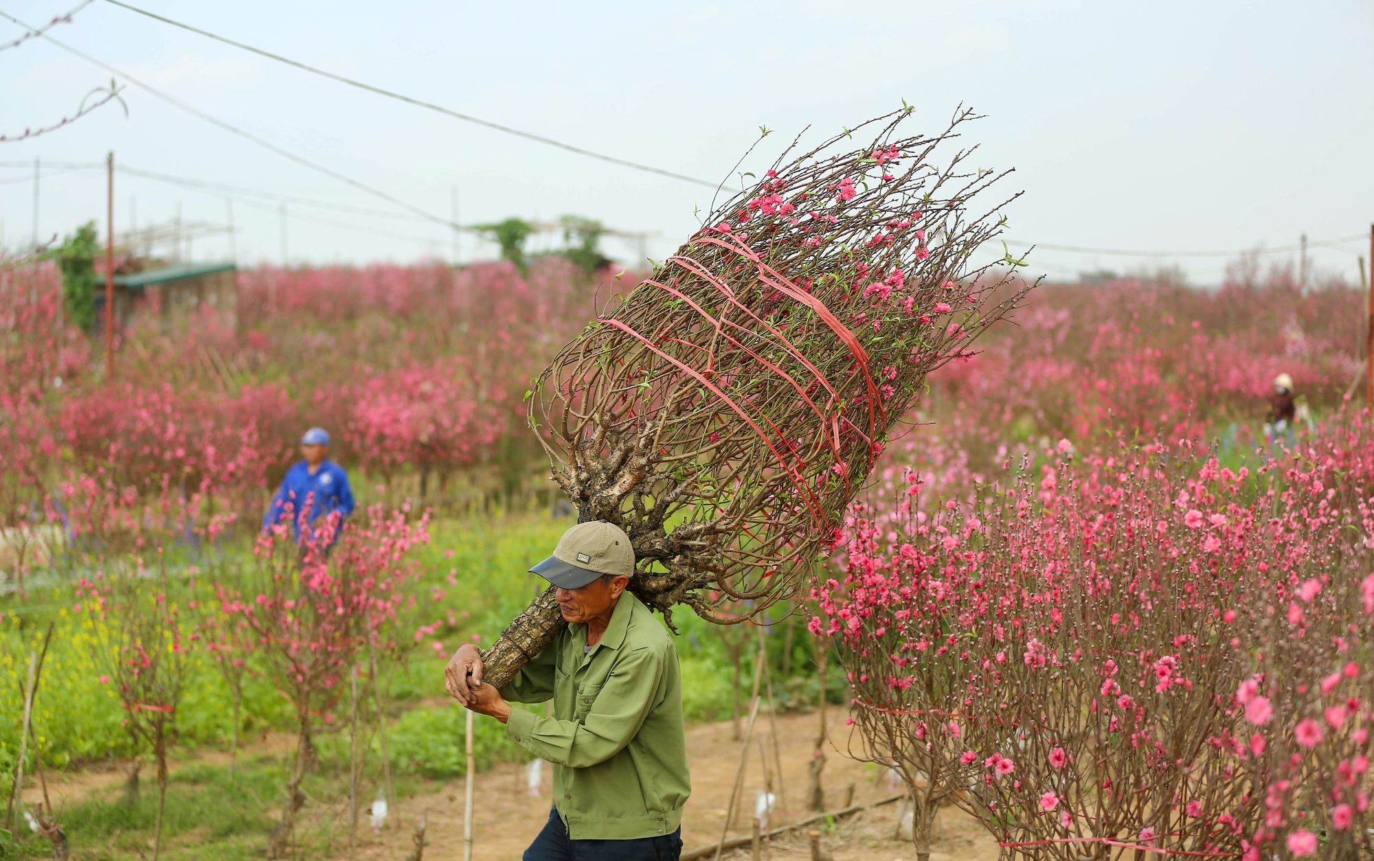 Làng hoa Nhật Tân vào vụ Tết