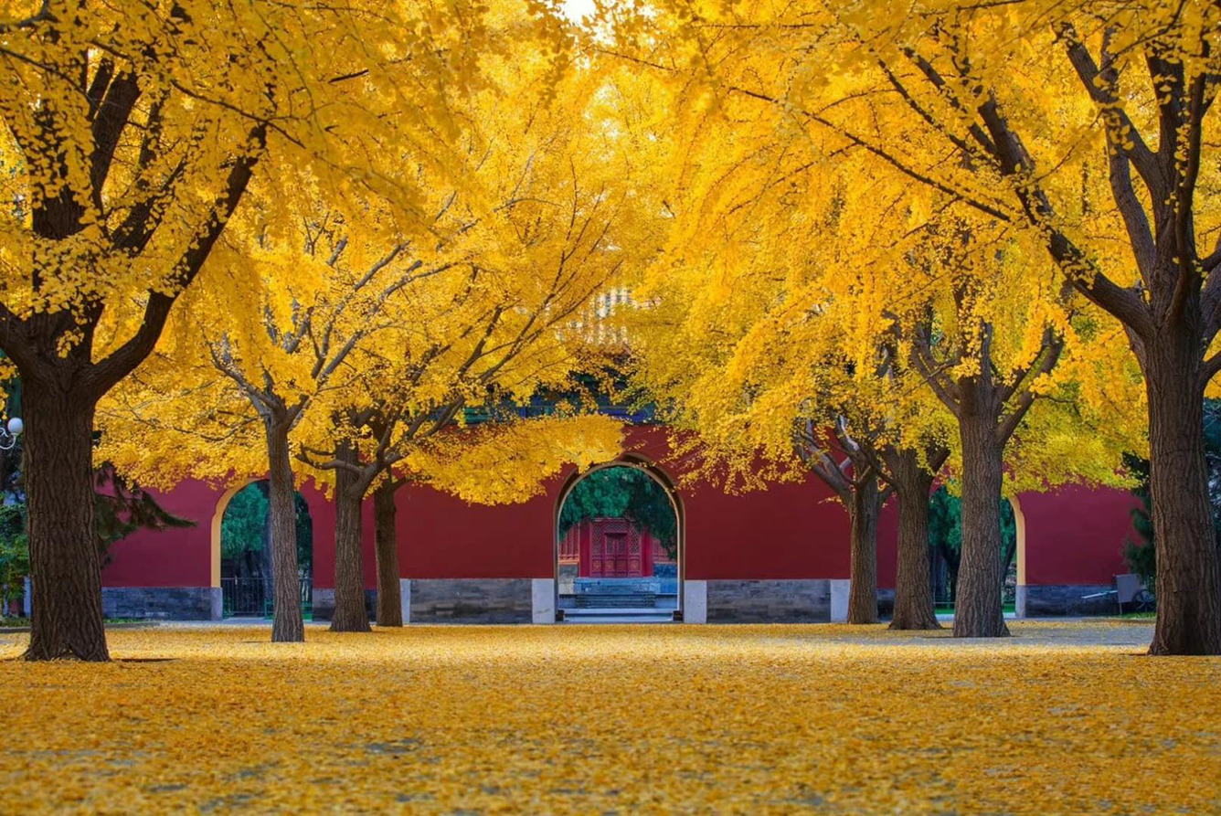 Ngắm là vàng mùa thu tại Trung Quốc