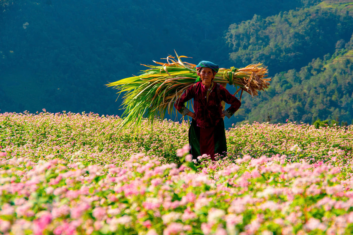Mùa hoa tam giác mạch tại Tuyên Quang