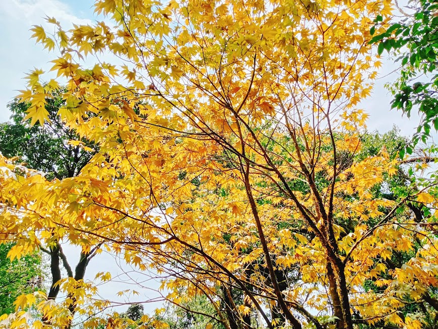Mùa thu tại Tả Liên Sơn