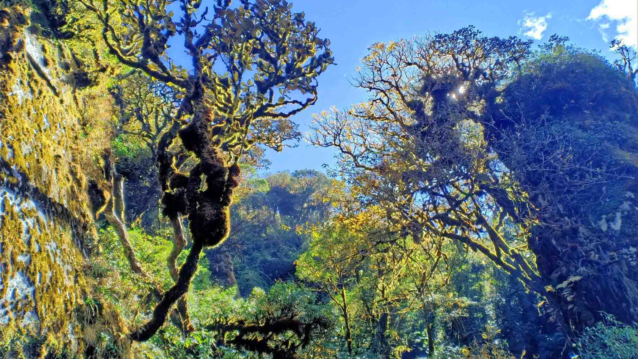 Trekking đỉnh Tả Liên Sơn 