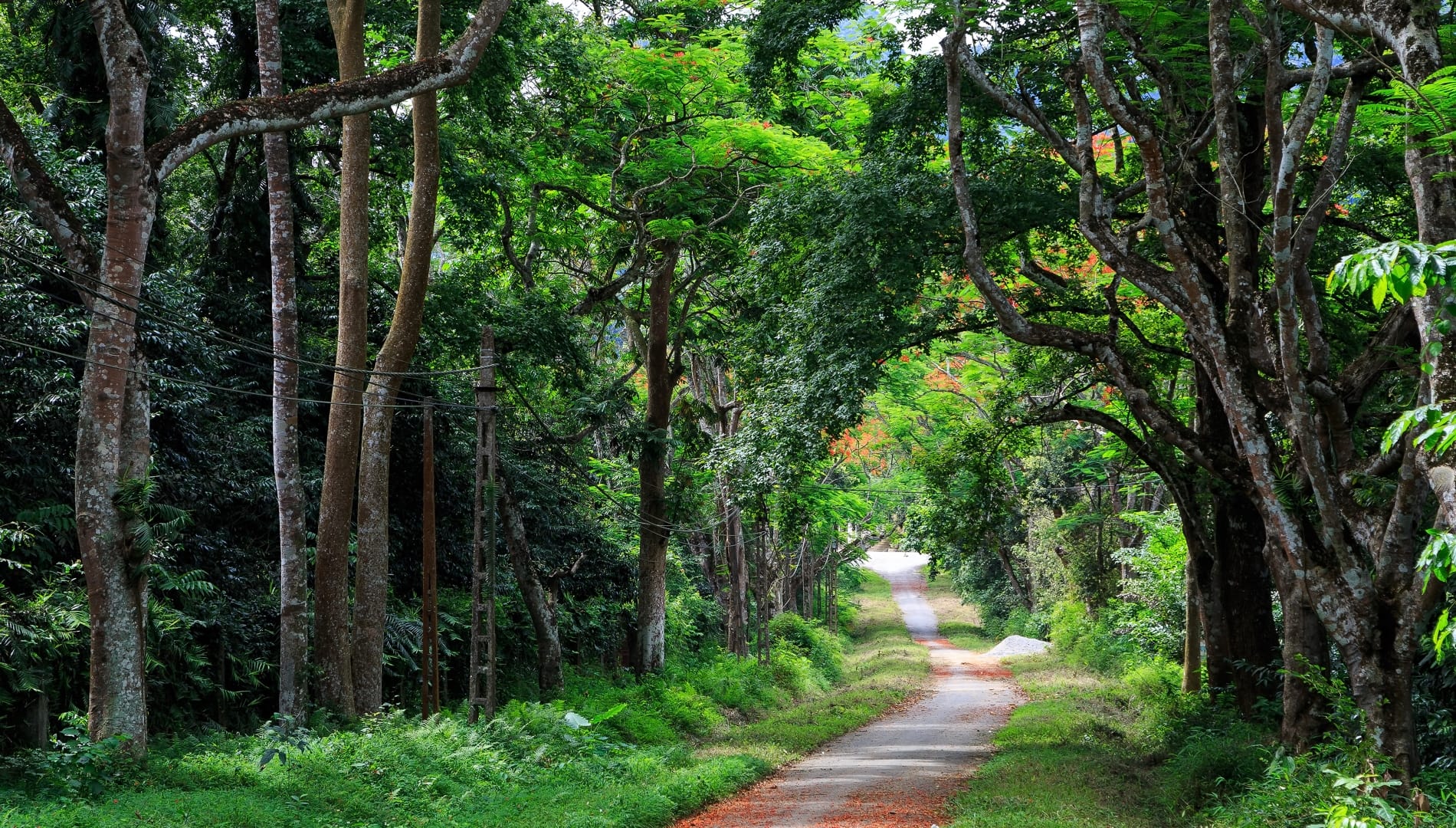 Đường mòn bên trong rừng Cúc Phương