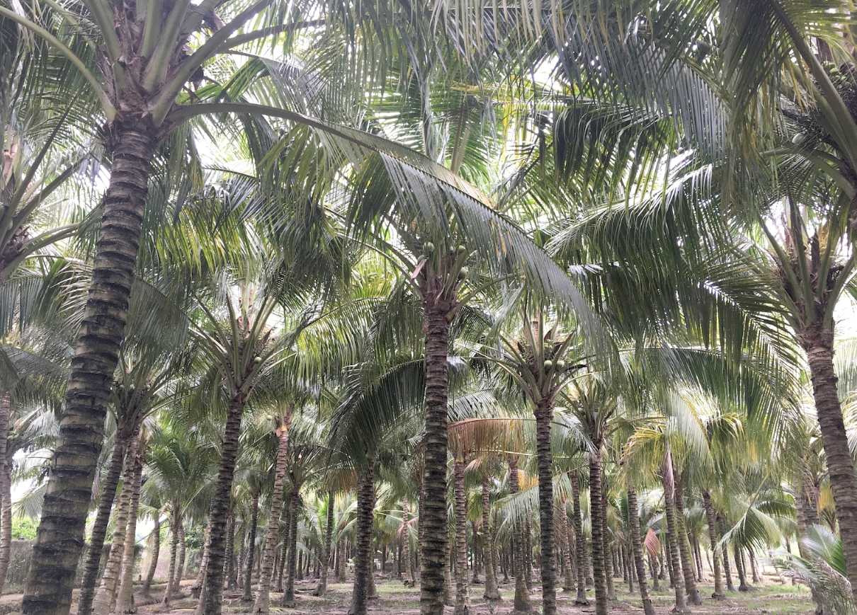 Cù lao Tân Lộc