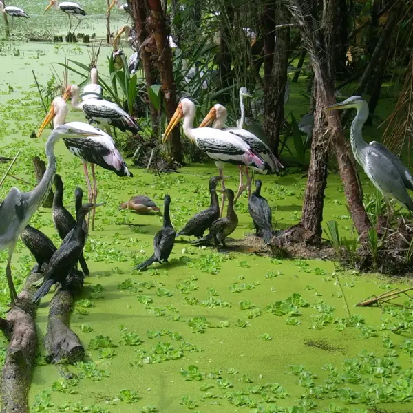 Kinh nghiệm khám phá rừng tràm Trà Sư từ A - Z cho du khách