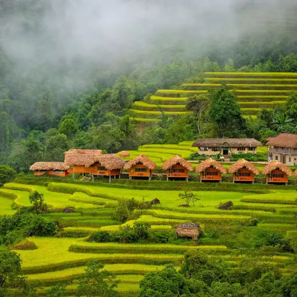 5 homestay ngắm trọn “mùa vàng” rực rỡ tại Hoàng Su Phì