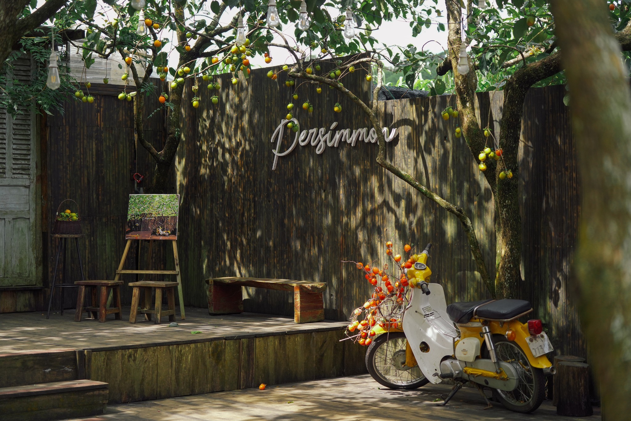 Những cây hồng trĩu quả rực rỡ trong nắng vàng