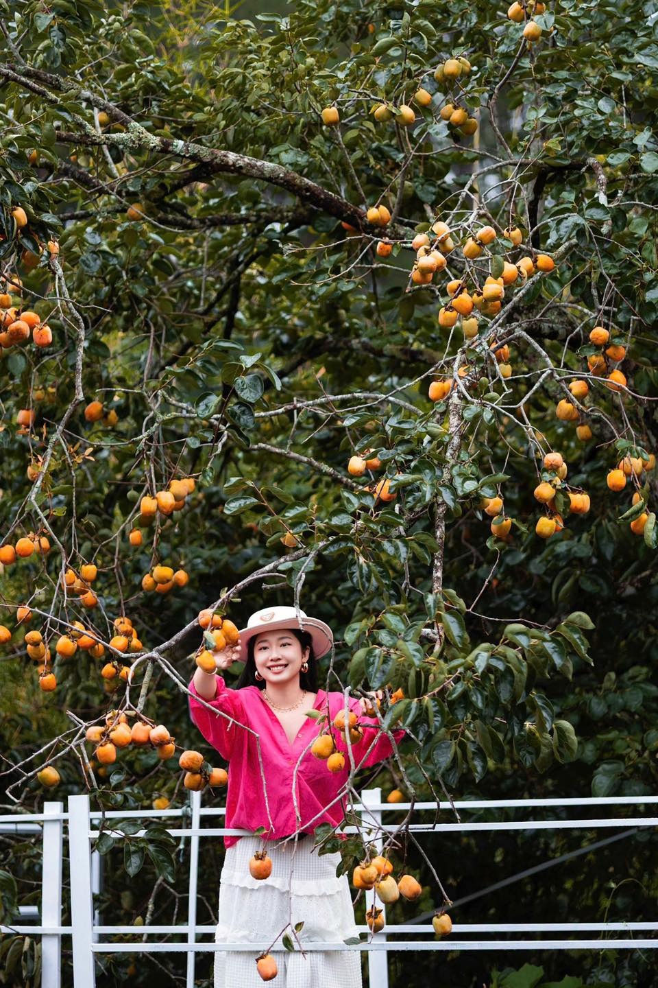 Rừng nhiệt đới cà phê