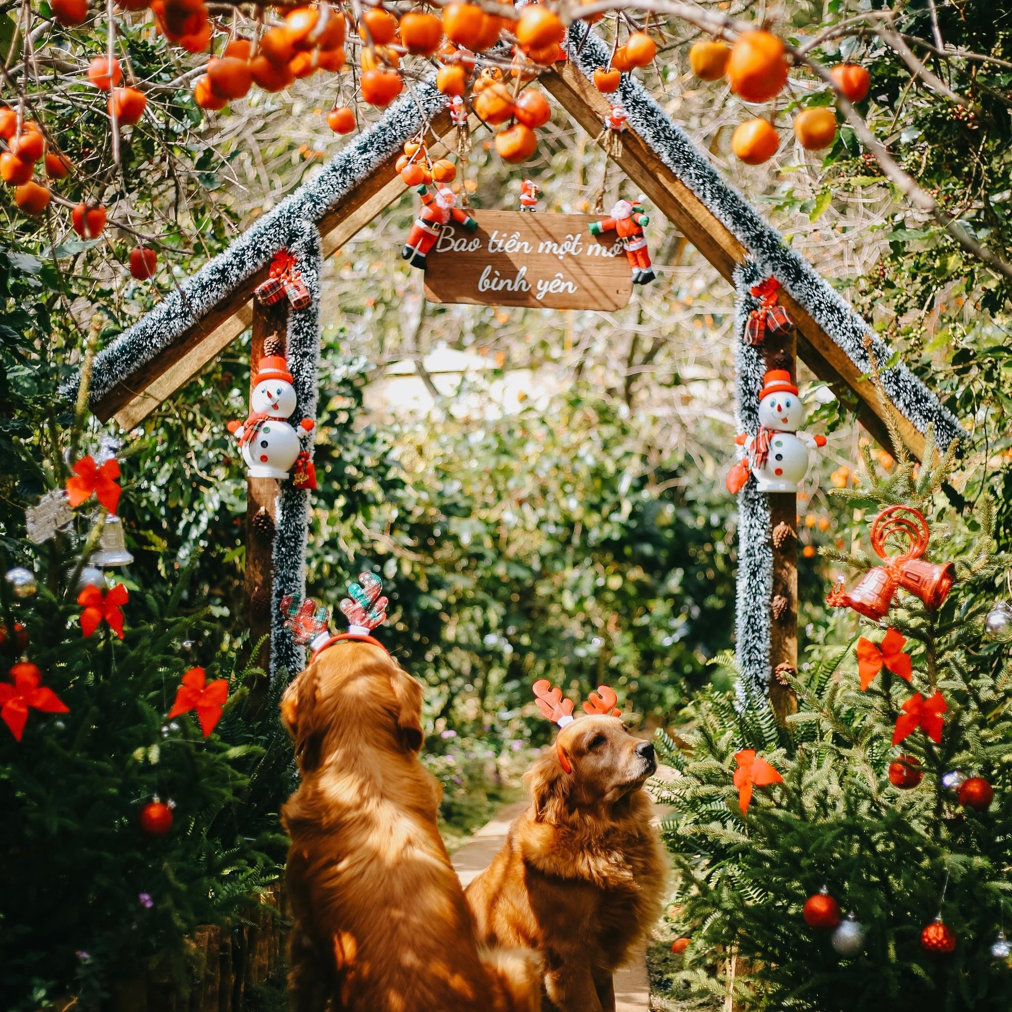 Bao tiền một mớ bình yên cà phê