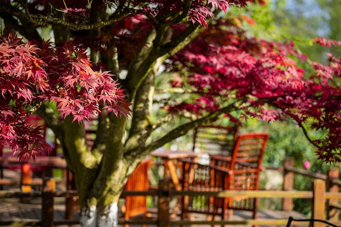 Cây phong đỏ tại Sapa by Night