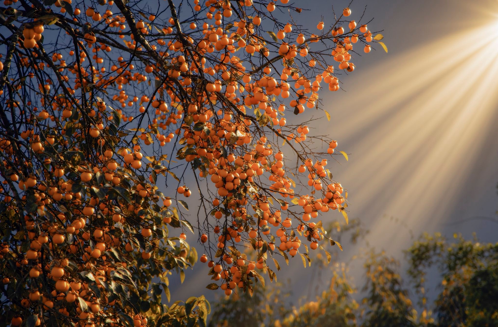 Cây hồng cổ thụ tại Sapa