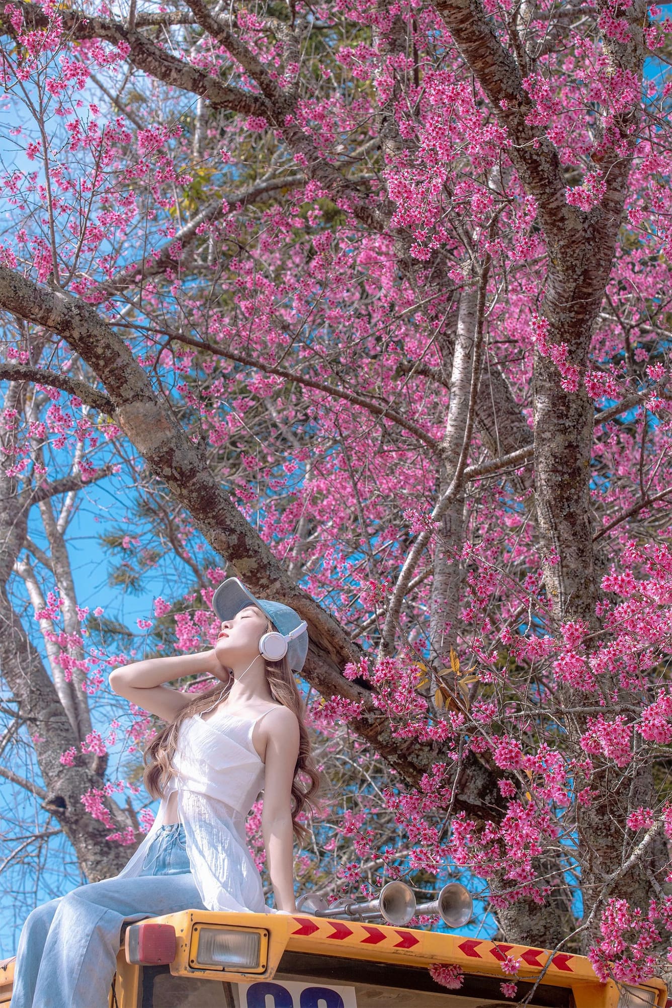 hoa mai anh đào Đà Lạt