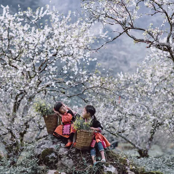 Lịch trình khám phá Mộc Châu 3 ngày trong dịp nghỉ Tết Nguyên đán Bính Ngọ cho du khách