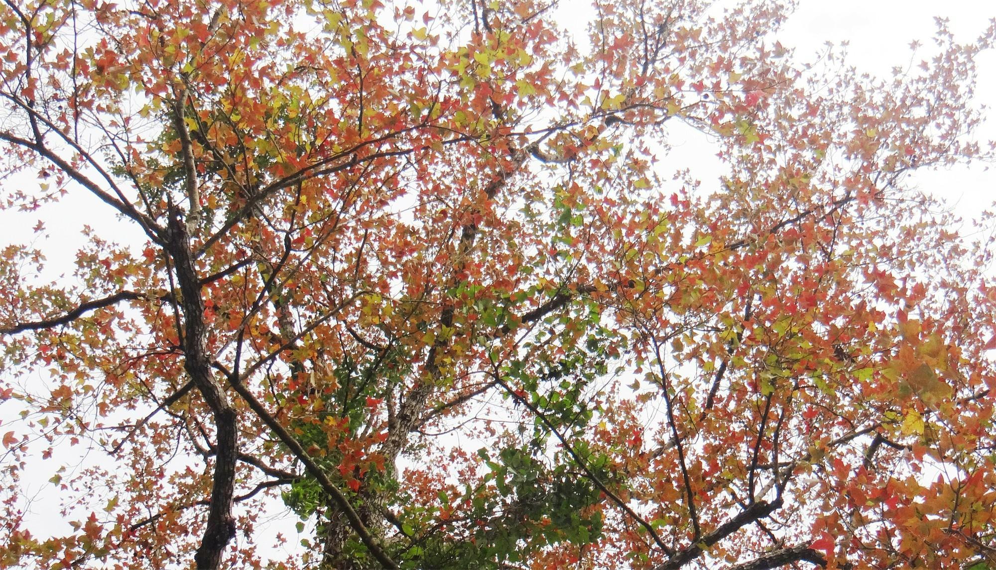 Rừng lá phong đỏ tại chùa Thanh Mai