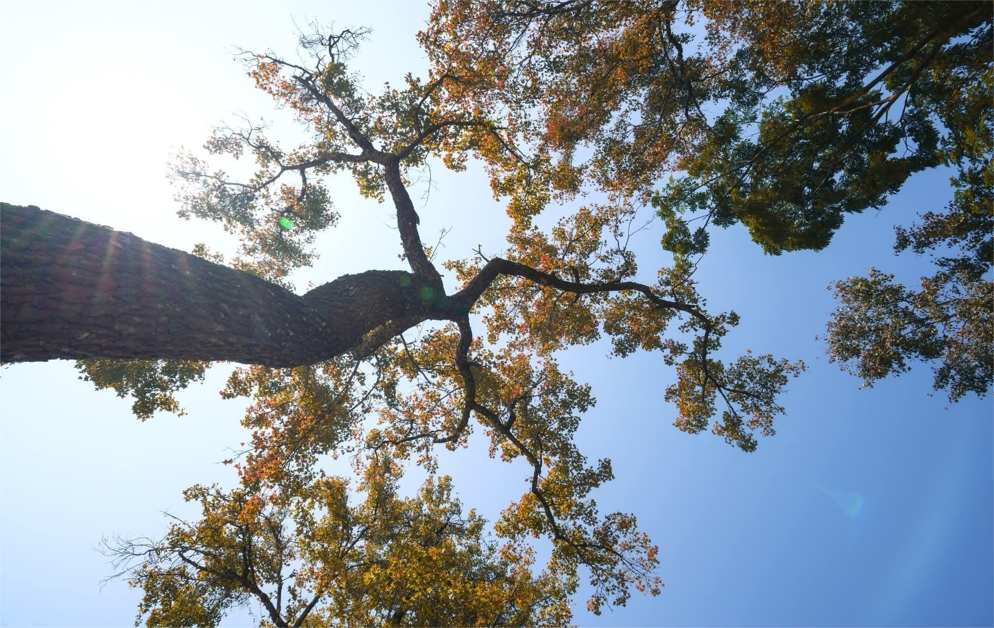Những tán phong cổ thụ