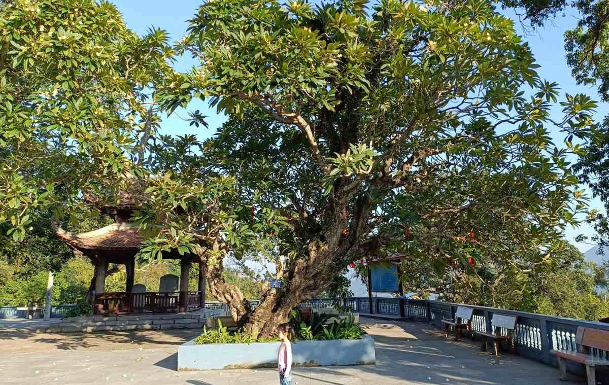 Khung cảnh yên bình tại chùa Thanh Mai