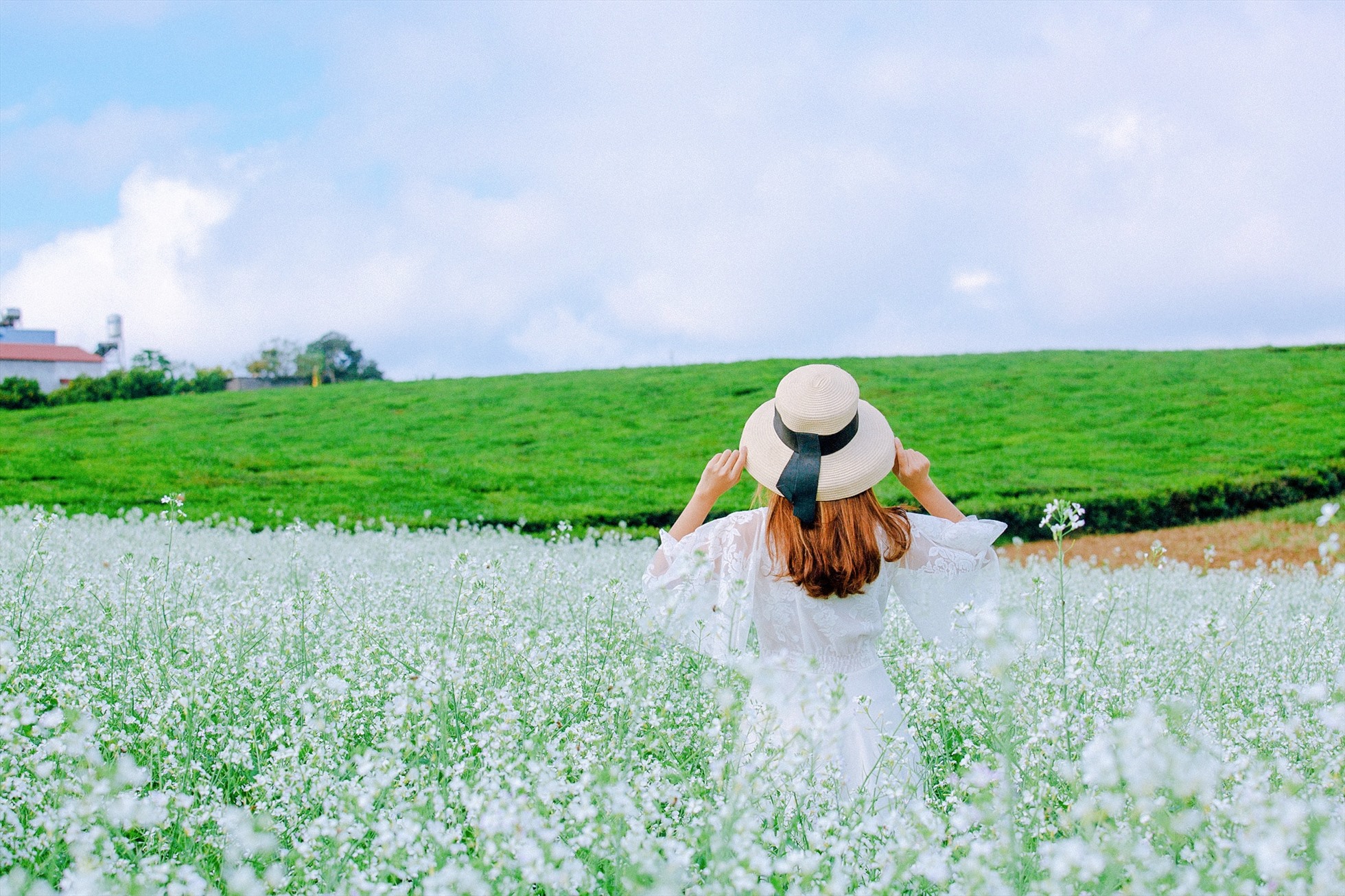 Vườn cải trắng tại Mộc Châu