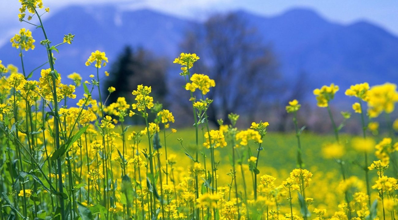 Hoa cải đẹp nhất trong khoảng 14 ngày