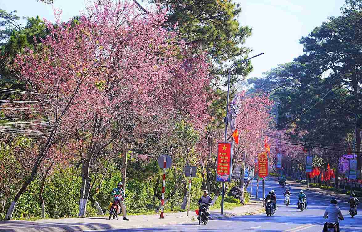 Mùa mai anh đào Đà Lạt