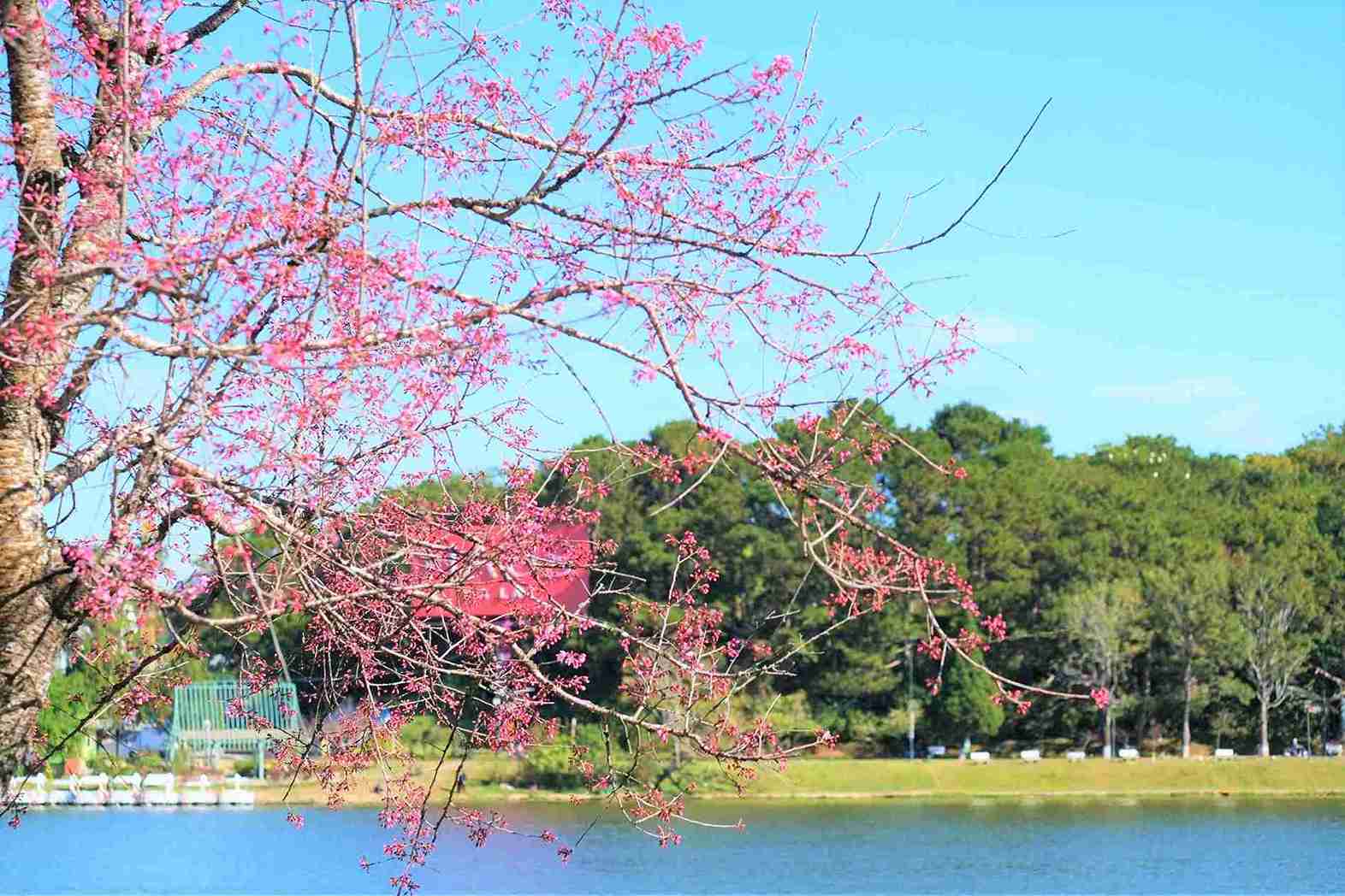 Mai anh đào nở ven hồ Xuân Hương