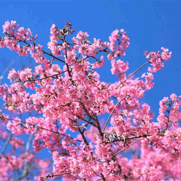 Chiêm ngưỡng mai anh đào phủ hồng phố núi Đà Lạt